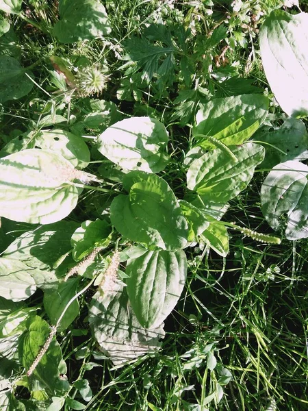 Güneşli bir günde plantain ailesi. Değerli tıbbi tesis