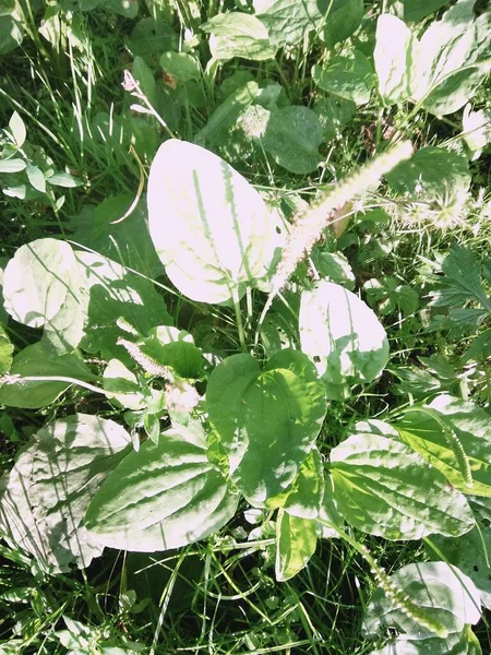 Güneşli bir günde plantain ailesi. Değerli tıbbi tesis