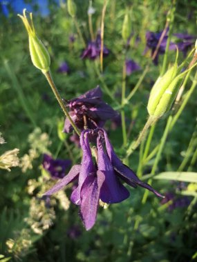 Mor Aquilegia Granny Bonnet çiçekleri, güneşli bir gün