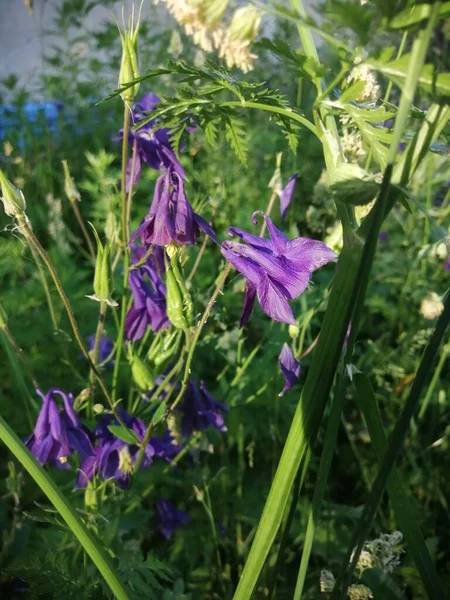 Fioletowy Aquilegia Grannys Bonnet Kwiaty Słoneczny Dzień — Zdjęcie stockowe