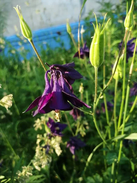 Mor Aquilegia Granny Bonnet çiçekleri, güneşli bir gün