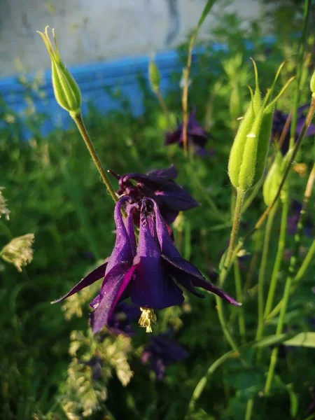 Lila Aquilegia Grannys Bonnet Blüten Sonniger Tag — Stockfoto