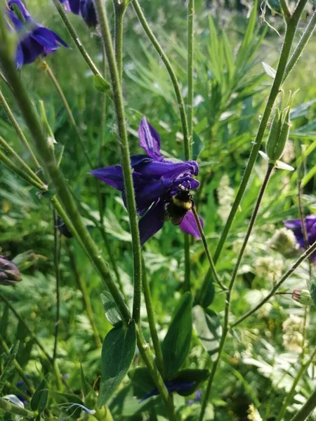 Mor Aquilegia Granny Bonnet çiçekleri, güneşli bir gün