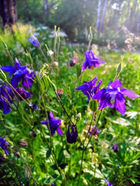 Mor Aquilegia Granny Bonnet çiçekleri, güneşli bir gün