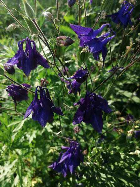 Mor Aquilegia Granny Bonnet çiçekleri, güneşli bir gün