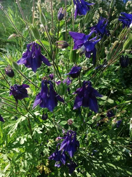 Mor Aquilegia Granny Bonnet çiçekleri, güneşli bir gün