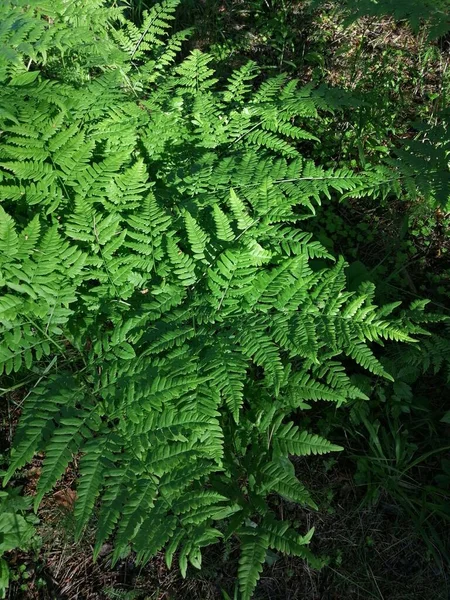 Árboles Forestales Naturaleza Madera Verde Luz Del Sol Fondos — Foto de Stock