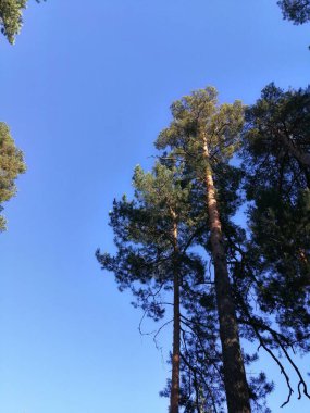 Çam ormanında akşam güneşi