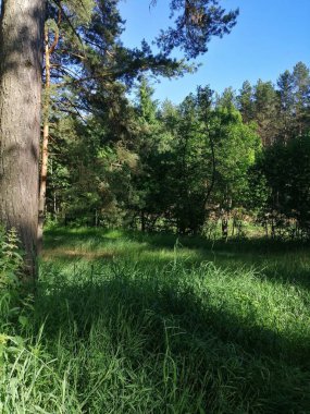 Çam ormanında akşam güneşi