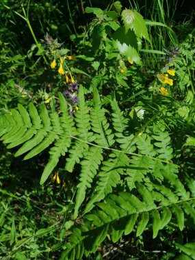 Sıcak bir haziranın ortasında, bir yaz ormanında eğreltiotu.