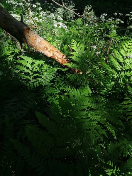 Helecho Bosque Verano — Foto de Stock