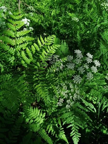 Helecho Bosque Verano — Foto de Stock