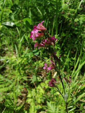 Güzel manzara. Ormanda çiçek açan fundalık.