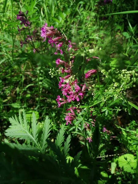 Beautiful Landscape Blooming Heather Forest — Stock Photo, Image