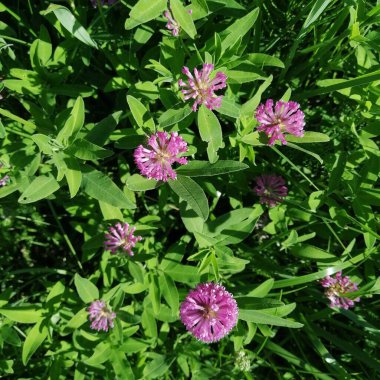 Yeşil arkaplanda kırmızı çiçek yoncaları