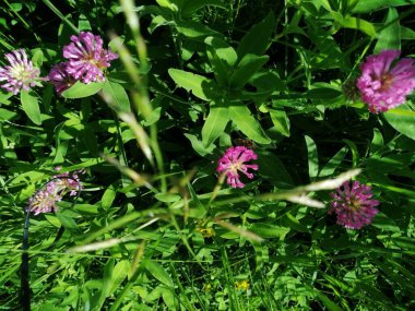 Yeşil arkaplanda kırmızı çiçek yoncaları