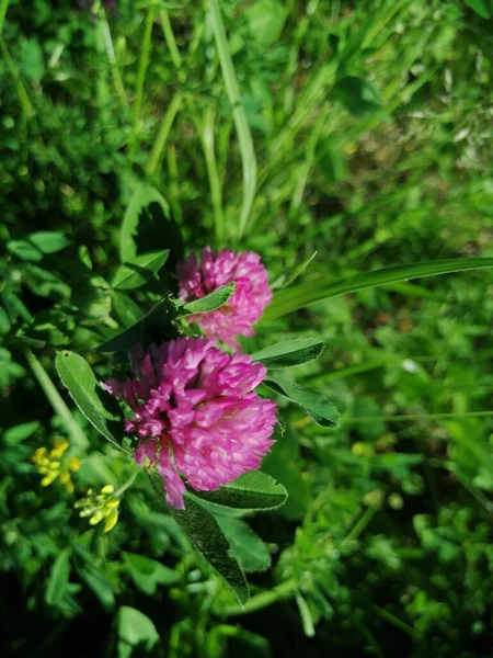 緑の葉の上に赤い花のクローバー — ストック写真