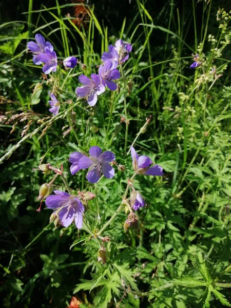 Niebieskie Kwiaty Leśne Trawie Skraju Lasu — Zdjęcie stockowe