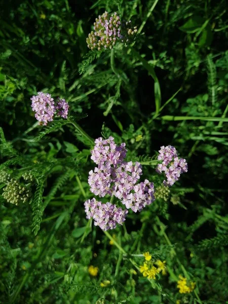 Tiny Pink Flowers Common Yarrow Sunny June — Stock Photo, Image