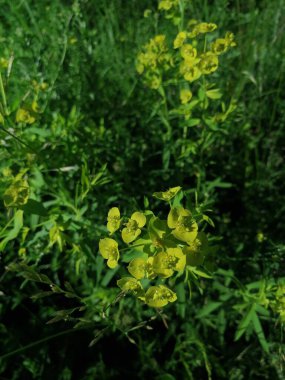 Yazın ortasında patikada küçük sarı çiçekler.