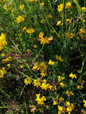 Yazın ortasında patikada küçük sarı çiçekler.