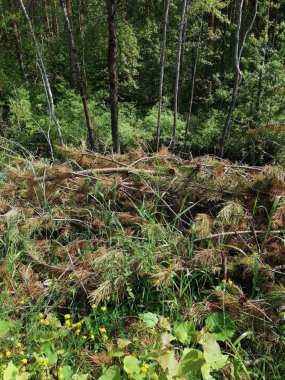 Kesilmiş ağaç gövdesi. Ormanda ahşap kütükler halinde kesilmiş. Testereli çam ağaçlarının yakacağı odun zeminde yatıyor..