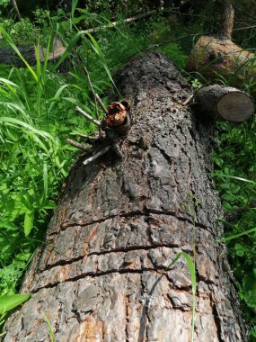 Kesilmiş ağaç gövdesi. Ormanda ahşap kütükler halinde kesilmiş. Testereli çam ağaçlarının yakacağı odun zeminde yatıyor..