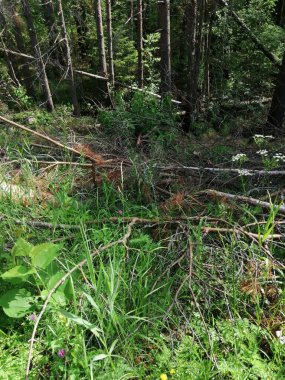 Kesilmiş ağaç gövdesi. Ormanda ahşap kütükler halinde kesilmiş. Testereli çam ağaçlarının yakacağı odun zeminde yatıyor..