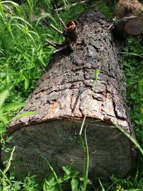 Kesilmiş ağaç gövdesi. Ormanda ahşap kütükler halinde kesilmiş. Testereli çam ağaçlarının yakacağı odun zeminde yatıyor..