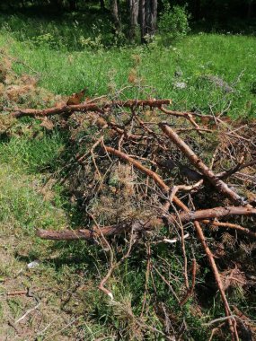 Kesilmiş ağaç gövdesi. Ormanda ahşap kütükler halinde kesilmiş. Testereli çam ağaçlarının yakacağı odun zeminde yatıyor..