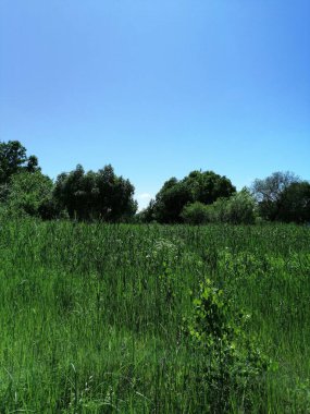 Çimenler, mavi gökyüzü ve güneş. Yazın ortasında.
