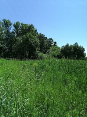 Çimenler, mavi gökyüzü ve güneş. Yazın ortasında.