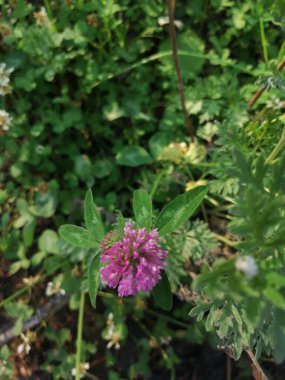 Birkaç kırmızı yonca başlığının yakın görünümü (trifolium pratense)