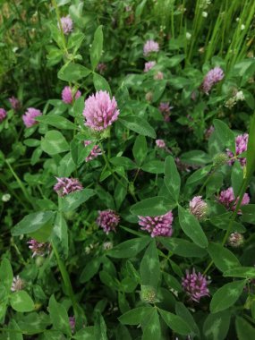 Birkaç kırmızı yonca başlığının yakın görünümü (trifolium pratense)