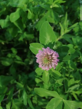 Birkaç kırmızı yonca başlığının yakın görünümü (trifolium pratense)