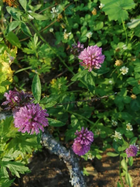 Close view of several red clover heads (trifolium pratense)