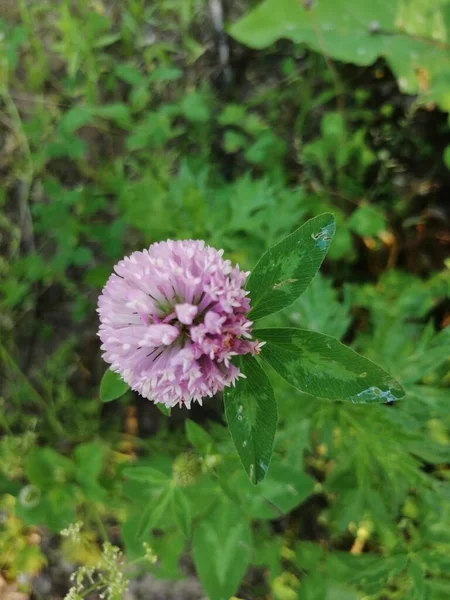 Dicht Zicht Verschillende Rode Klaverkoppen Trifolium Pratense — Stockfoto