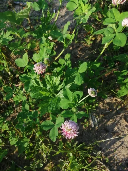 Birkaç kırmızı yonca başlığının yakın görünümü (trifolium pratense)