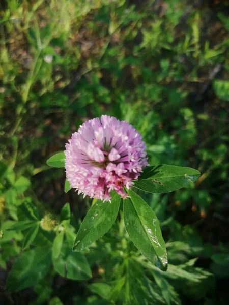 Close View Several Red Clover Heads Trifolium Pratense — Stock Photo, Image