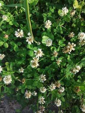 Yazın beyaz yonca çayırları, yazın sığ tarlalar.
