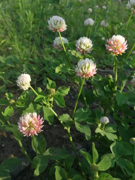 Campo Branco Das Flores Trevo Verão Profundidade Rasa Campo Verão — Fotografia de Stock