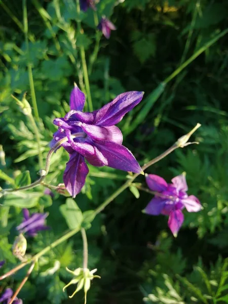Mor sütunlu çiçek Aquilegia, büyükannemin şapkası, bahçede çiçek tarhında süs eşyası. Yaz