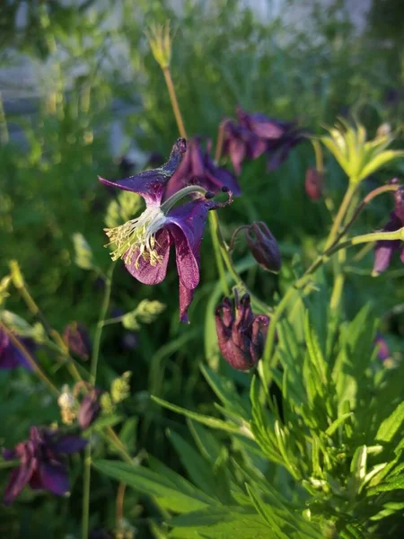 Aquilegia Vulgaris Flor Púrpura Profunda Principios Del Verano Junio —  Fotos de Stock