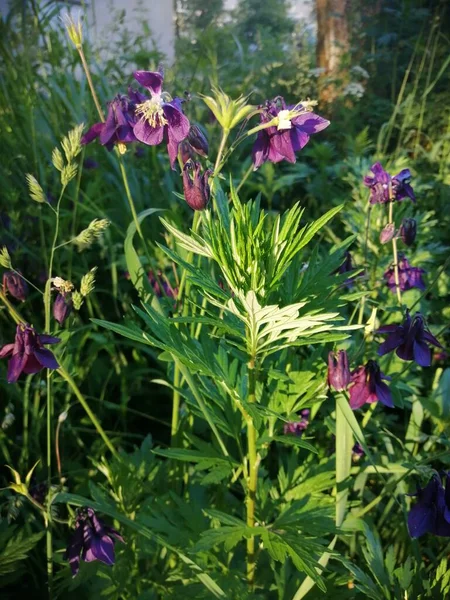 Aquilegia vulgaris - deep purple early summer flower, June.