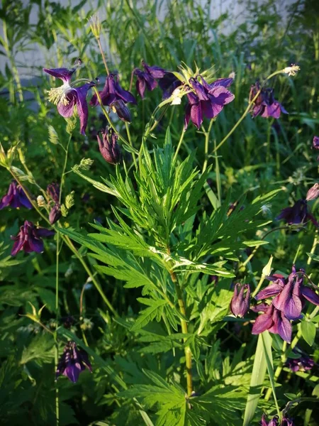 Aquilegia vulgaris - deep purple early summer flower, June.