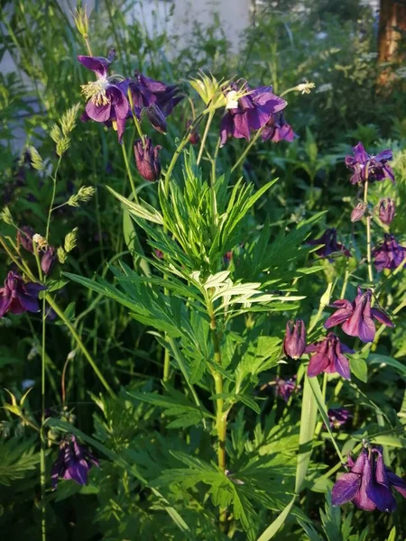 Aquilegia vulgaris - deep purple early summer flower, June.