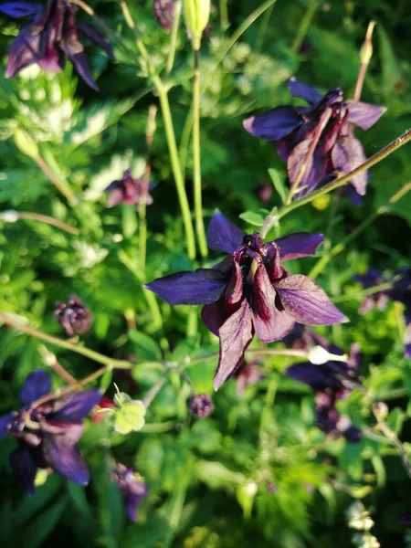 Aquilegia Vulgaris Flor Púrpura Profunda Principios Del Verano Junio —  Fotos de Stock