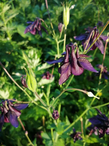 Aquilegia vulgaris - deep purple early summer flower, June .