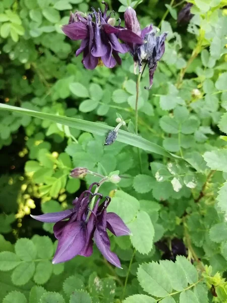 Aquilegia vulgaris - deep purple early summer flower, June .
