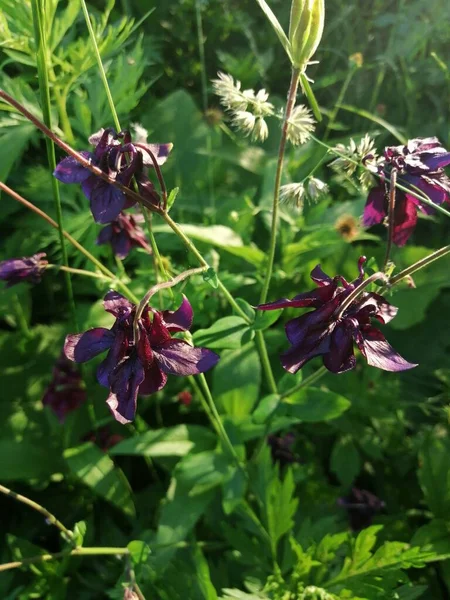 Aquilegia vulgaris - deep purple early summer flower, June .